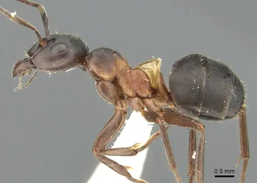 Formica uralensis specimen