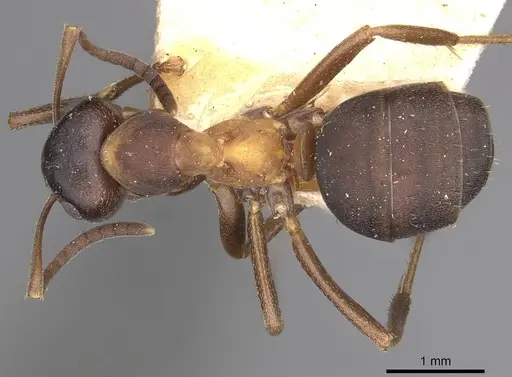 Formica uralensis - CASENT0911088