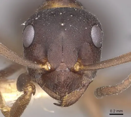 Formica uralensis - CASENT0911088