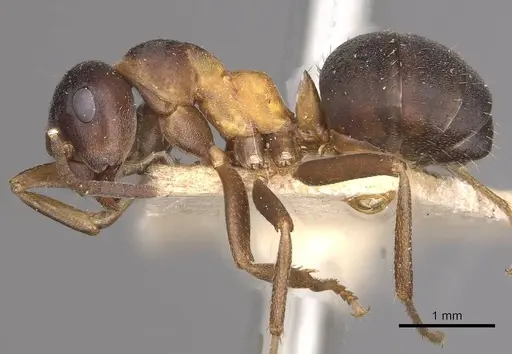 Formica uralensis - CASENT0911088