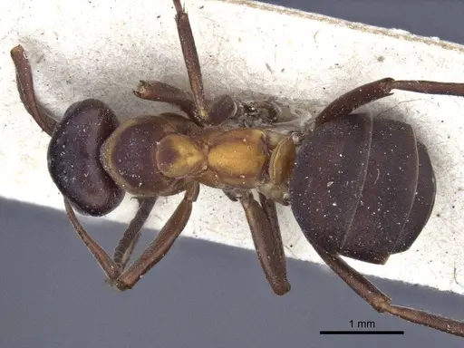 Formica uralensis - CASENT0916651