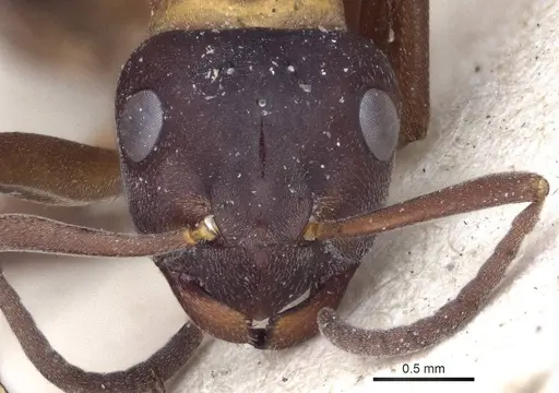 Formica uralensis - CASENT0916651