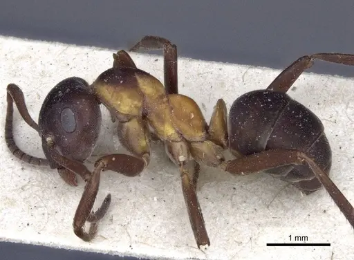 Formica uralensis - CASENT0916651