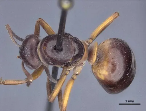 Formica uralensis - CASENT0916652