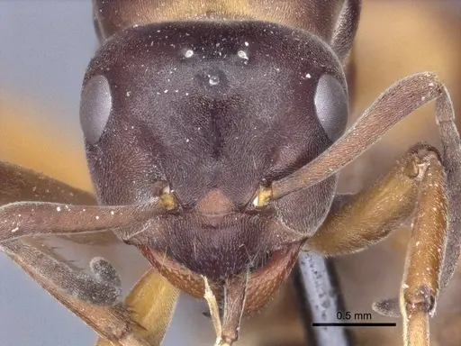 Formica uralensis - CASENT0916652