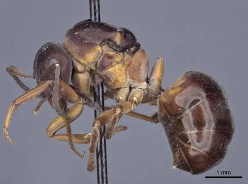 Formica uralensis - CASENT0916652