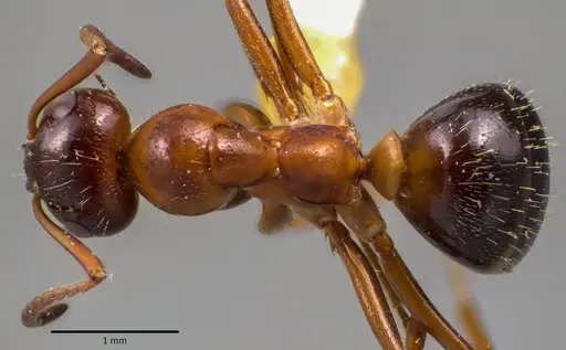 Formica vinculans specimen