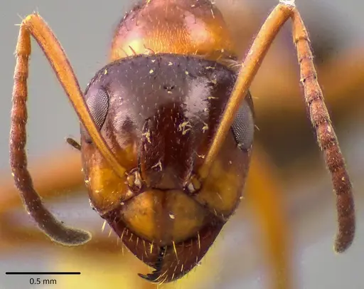 Formica vinculans specimen