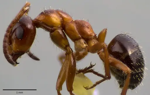 Formica vinculans specimen