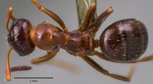 Formica vinculans - ANTWEB1041754