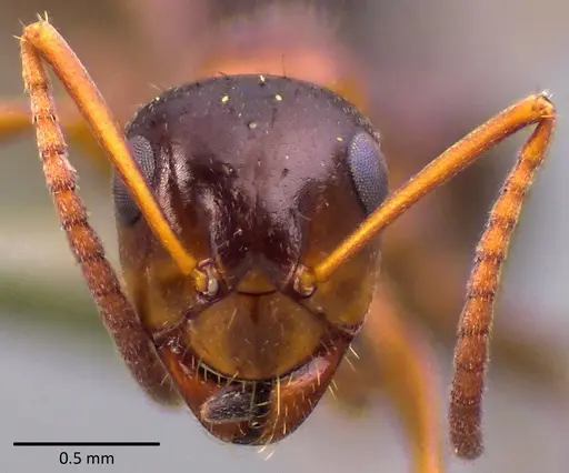 Formica vinculans - ANTWEB1041754