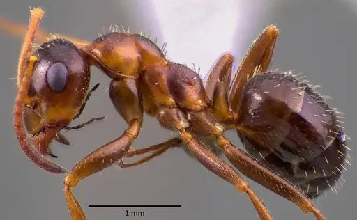 Formica vinculans - ANTWEB1041754