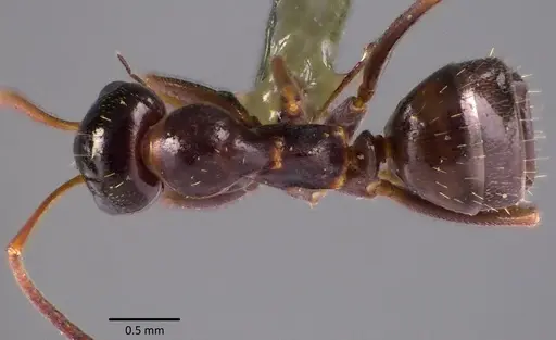 Formica vinculans - ANTWEB1041755