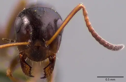 Formica vinculans - ANTWEB1041755