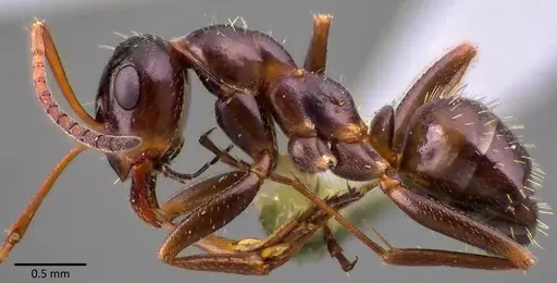 Formica vinculans - ANTWEB1041755