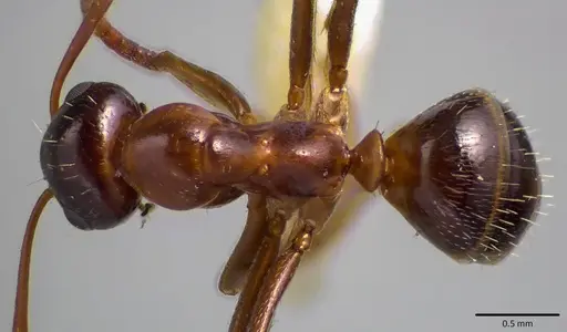 Formica vinculans - ANTWEB1041781