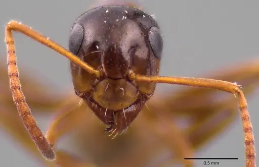 Formica vinculans - ANTWEB1041781