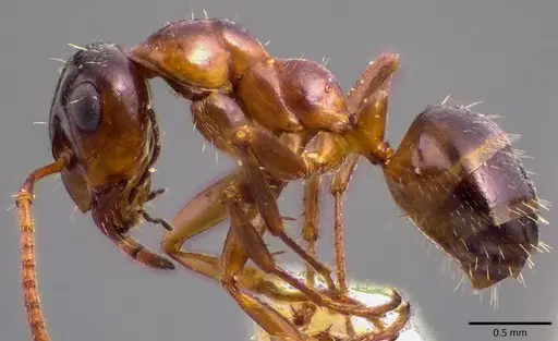 Formica vinculans - ANTWEB1041781