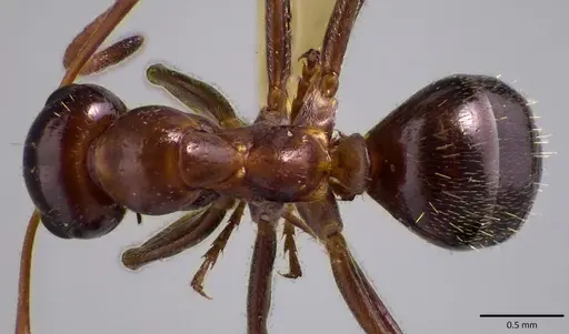 Formica vinculans - ANTWEB1041782