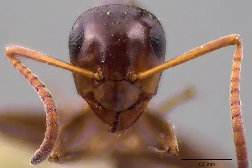 Formica vinculans - ANTWEB1041782