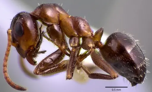 Formica vinculans - ANTWEB1041782