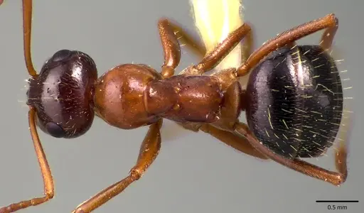 Formica vinculans - ANTWEB1041783