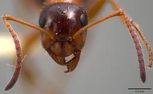 Formica vinculans - ANTWEB1041783