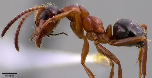 Formica vinculans - ANTWEB1041783