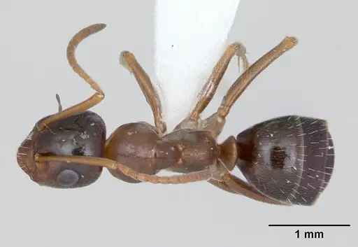 Formica vinculans - CASENT0172888