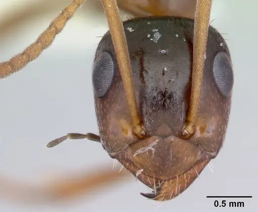 Formica vinculans - CASENT0172888