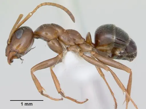 Formica vinculans - CASENT0172888