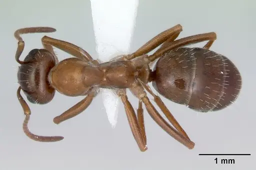 Formica vinculans - CASENT0172889