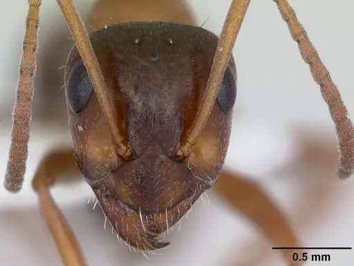 Formica vinculans - CASENT0172889