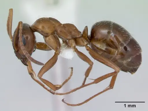 Formica vinculans - CASENT0172889