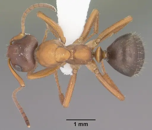 Formica wheeleri specimen