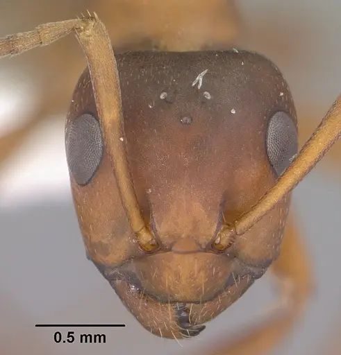 Formica wheeleri specimen