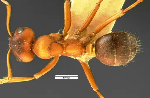 Formica wheeleri - CASENT0105611