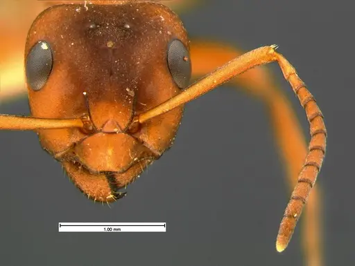 Formica wheeleri - CASENT0105611