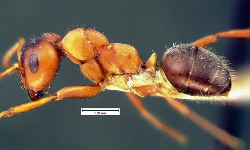 Formica wheeleri - CASENT0105611