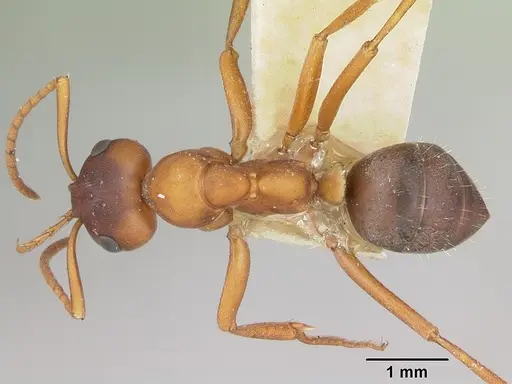 Formica wheeleri - CASENT0173019