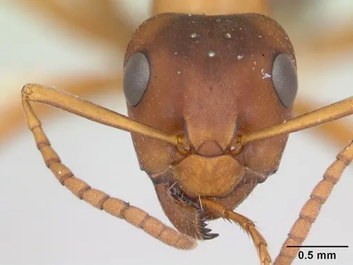 Formica wheeleri - CASENT0173019