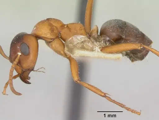 Formica wheeleri - CASENT0173019