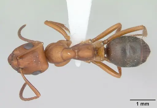 Formica wheeleri - CASENT0173020