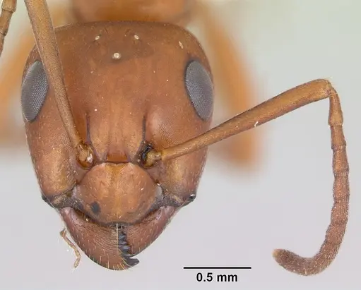 Formica wheeleri - CASENT0173020