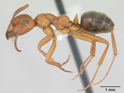 Formica wheeleri - CASENT0173020