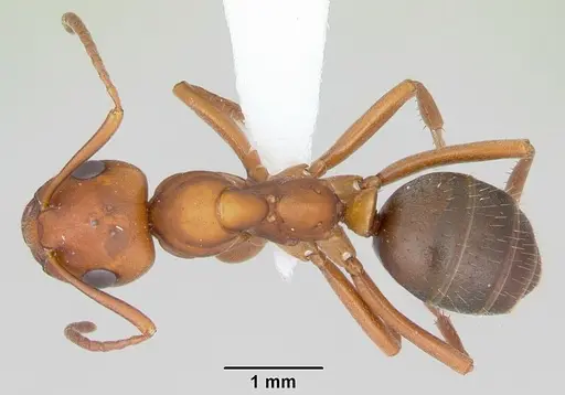 Formica wheeleri - CASENT0173021