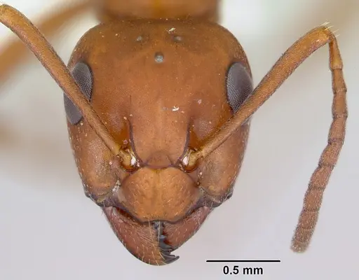 Formica wheeleri - CASENT0173021