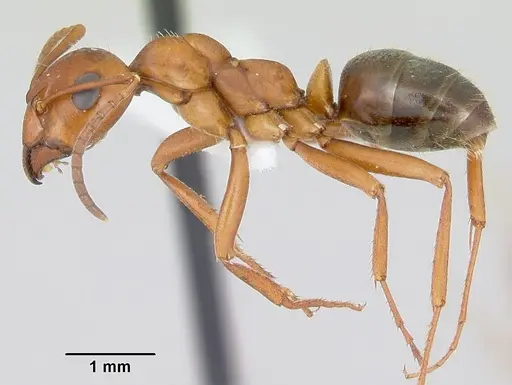 Formica wheeleri - CASENT0173021