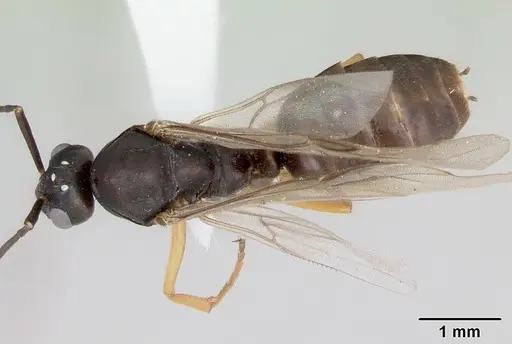 Formica wheeleri - CASENT0173022