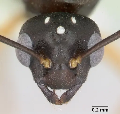 Formica wheeleri - CASENT0173022